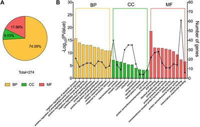 The mechanism of flavonoids from Cyclocarya paliurus on inhibiting liver cancer based on in vitro experiments and network pharmacology